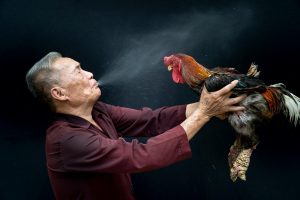 Khung cảnh sới đá gà kiểu Thomo nhìn từ góc rộng, tập trung vào không gian thi đấu
